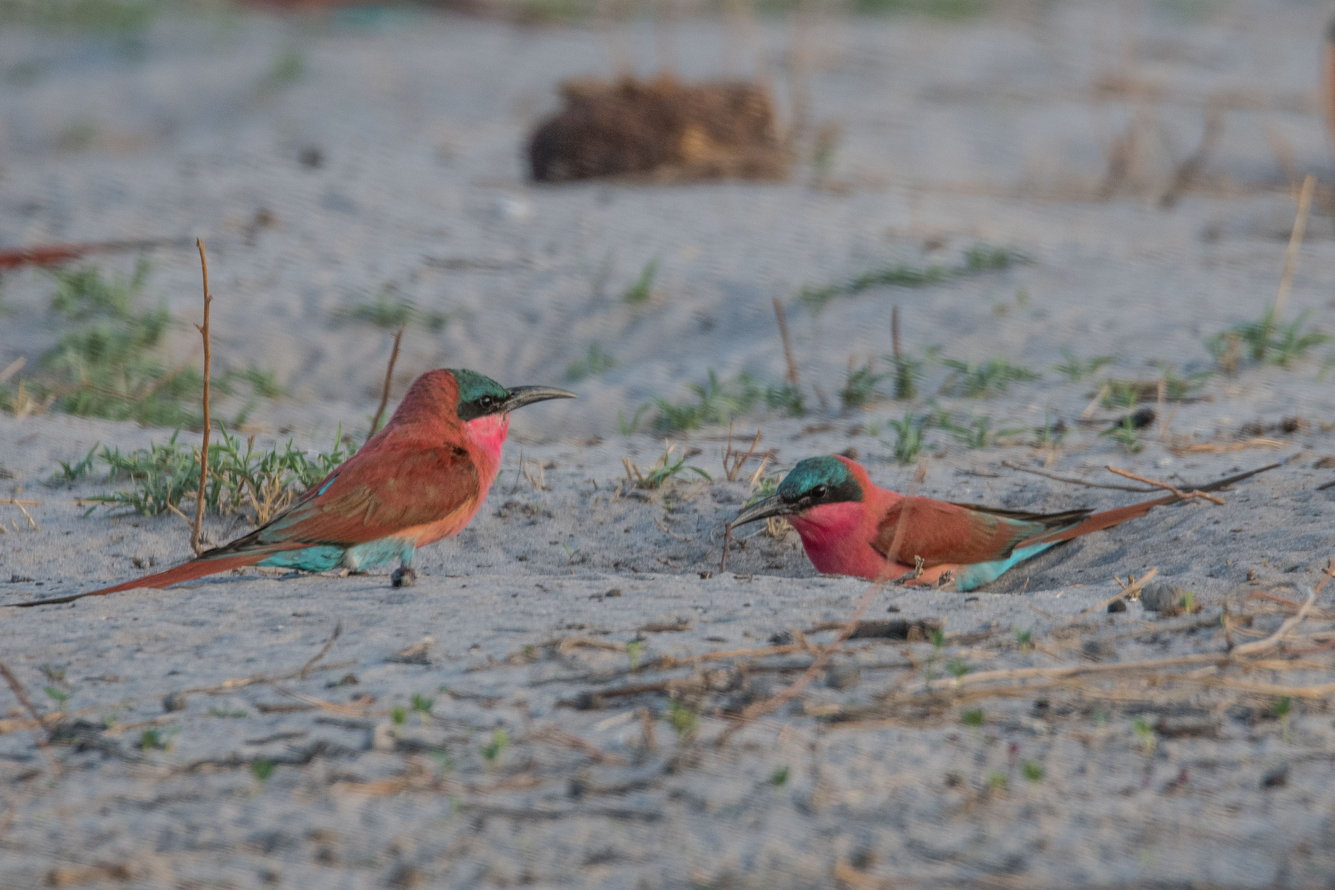 Guépiers carmin (Southern carmine bee-eater, Merops nubicoides) couple de part et d'autre de l'entrée de son nid, Réserve de Kwando, Delta de l'Okavango, Botswana.